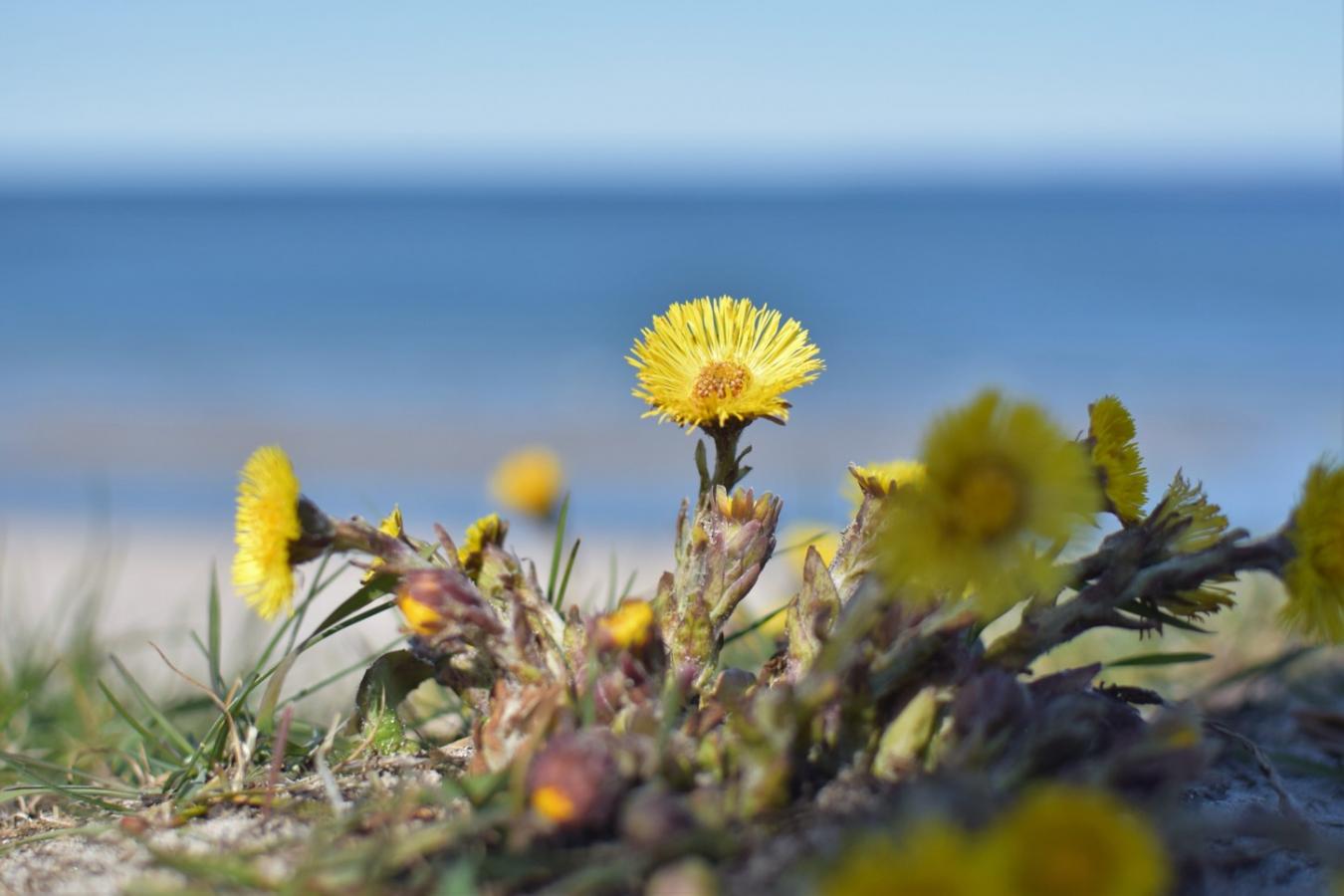 Dronningmølle strand har dejlig strand og smuk natur