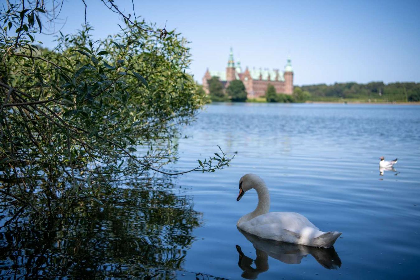 Svane på den eventyrlige Slotssø med Frederiksborg Slot i Hillerød
