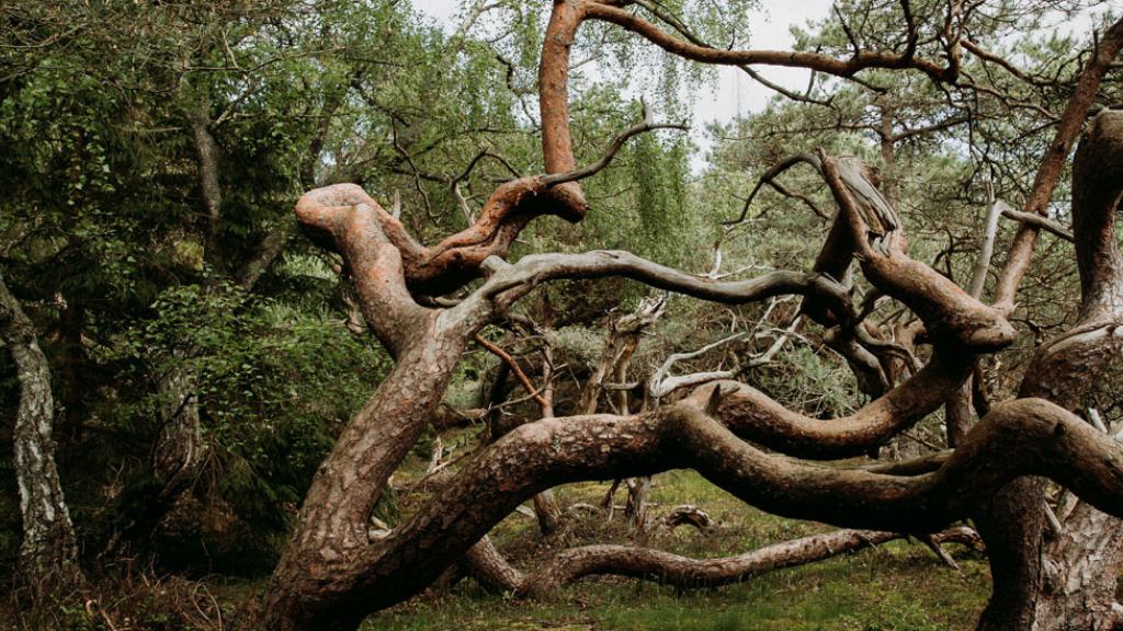 Troldeskoven-Tisvilde