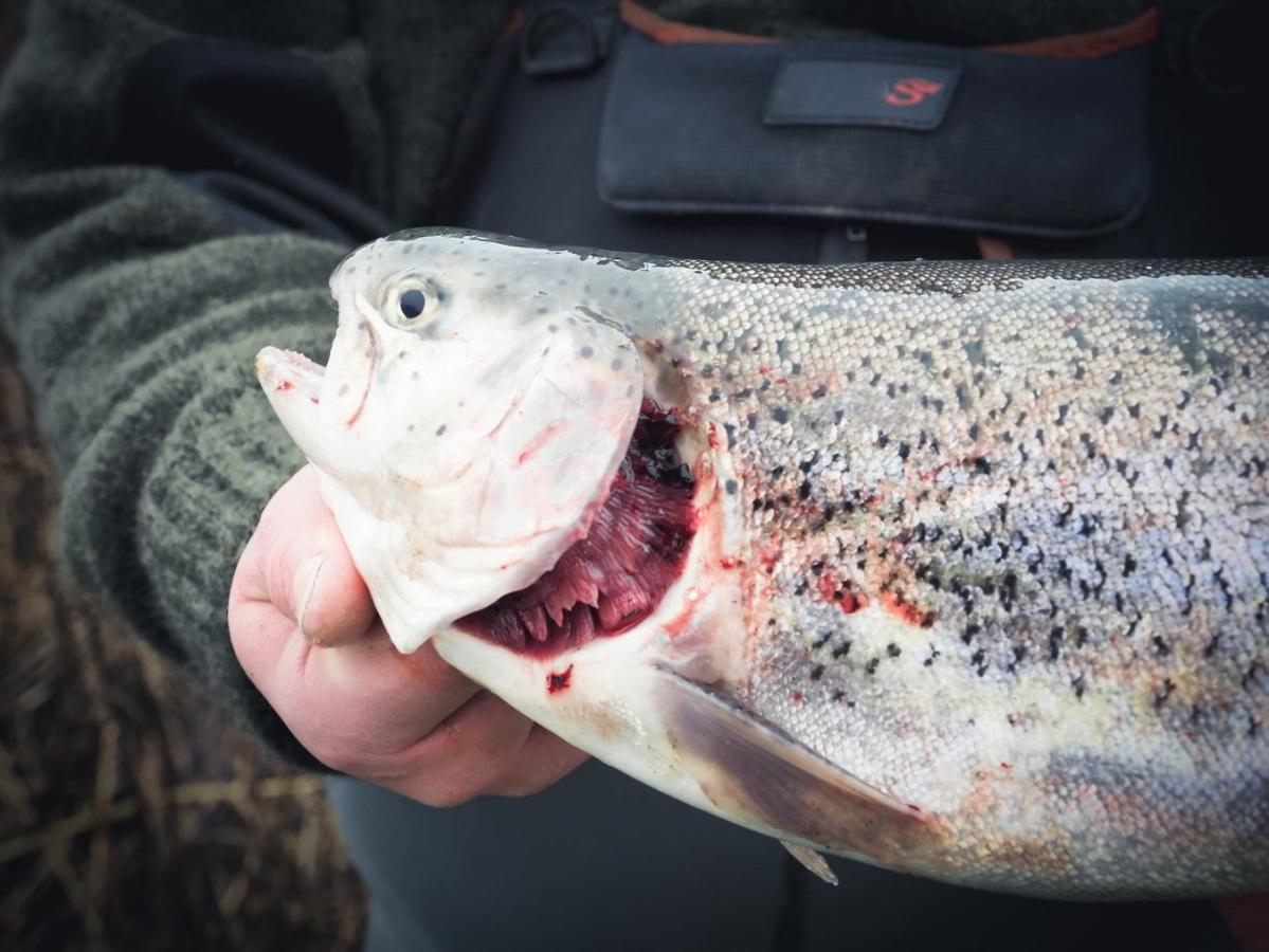 Fisk holdes i to hænder og er fanget i Nordsjælland
