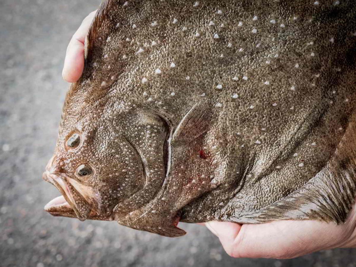 Fisk holdes i to hænder og er fanget i Nordsjælland