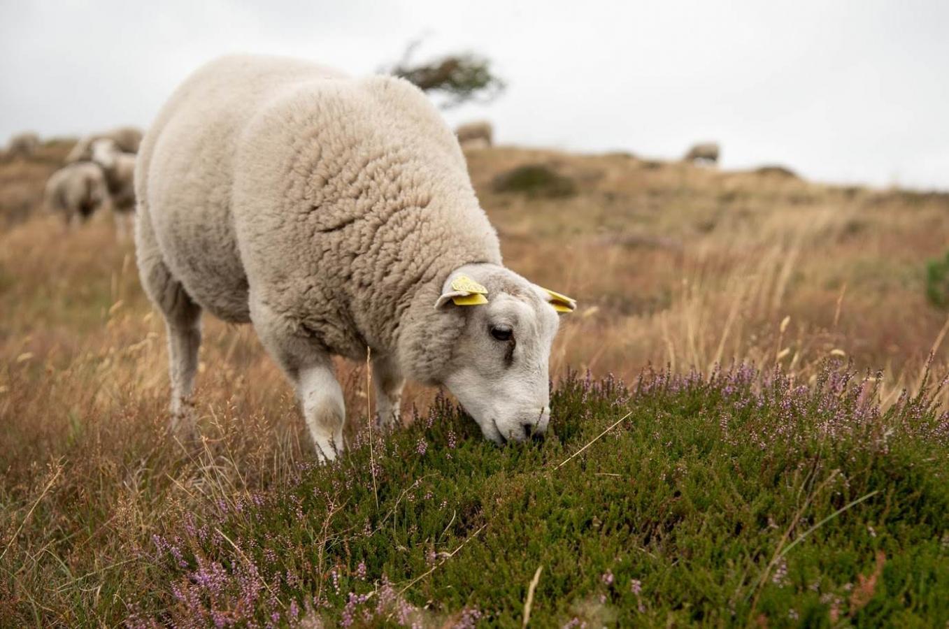 Får ved Heatherhill i Rågeleje