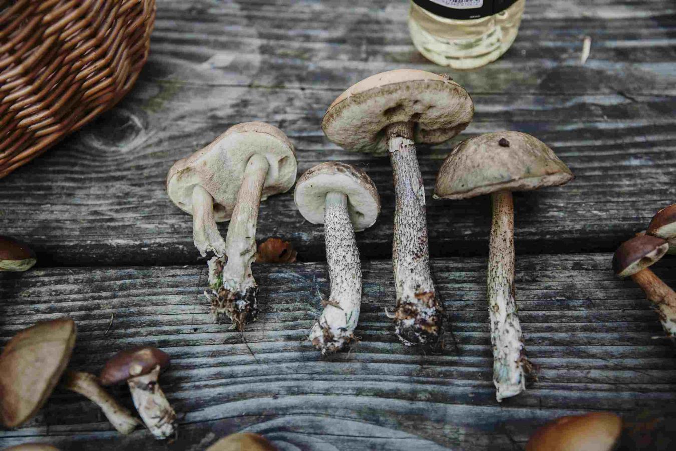 Mushrooms from Tisvilde Hegn