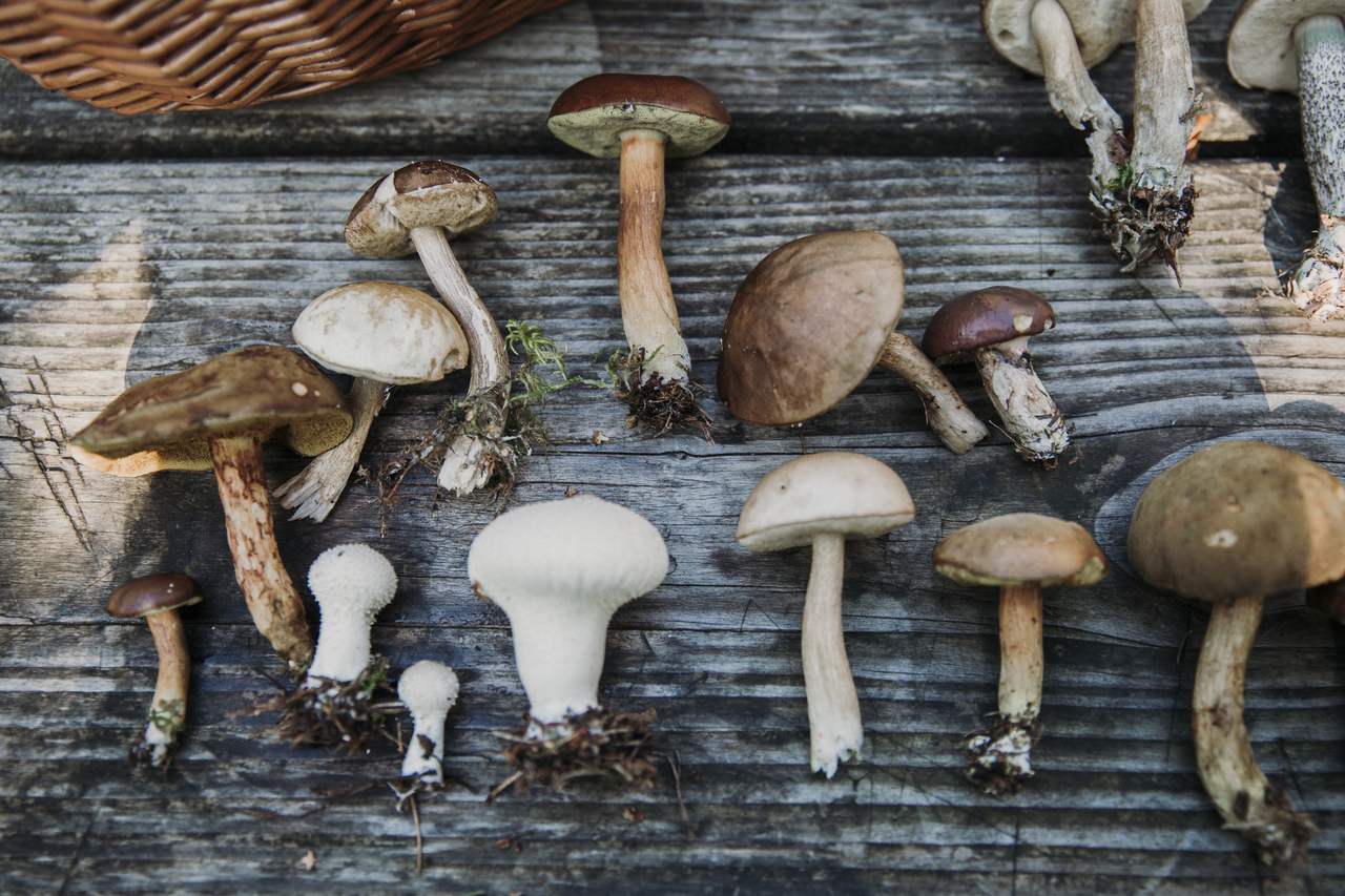 Svampe fra Tisvilde Hegn