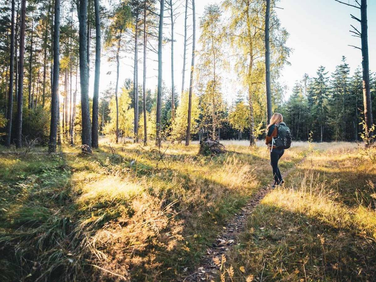 Tisvilde Hegn i Nordsjælland. Udgangspunkt for skønne vandreture og naturoplevelser i Nordsjælland. 