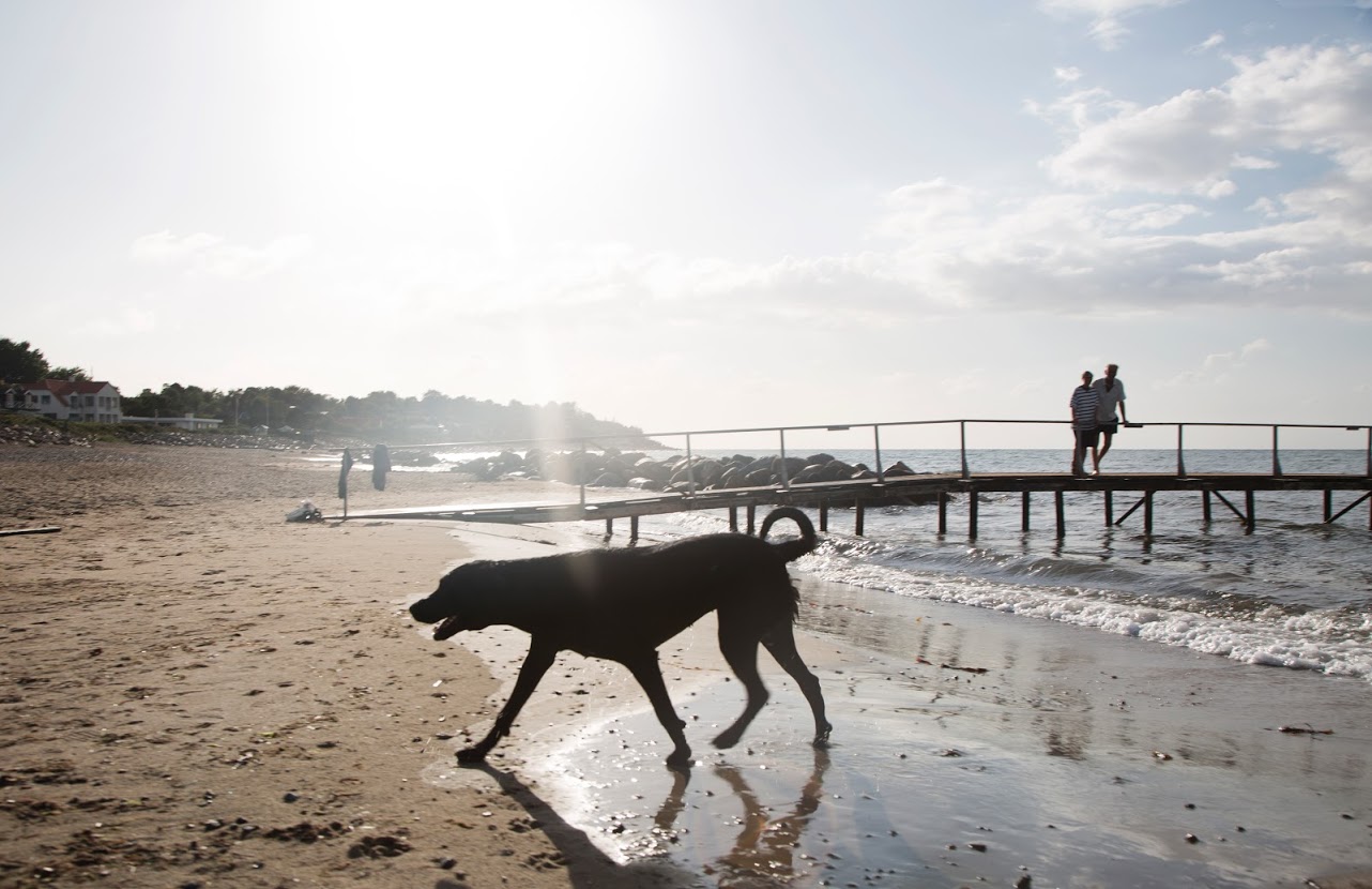 Hund på Nordsjællandsk strand