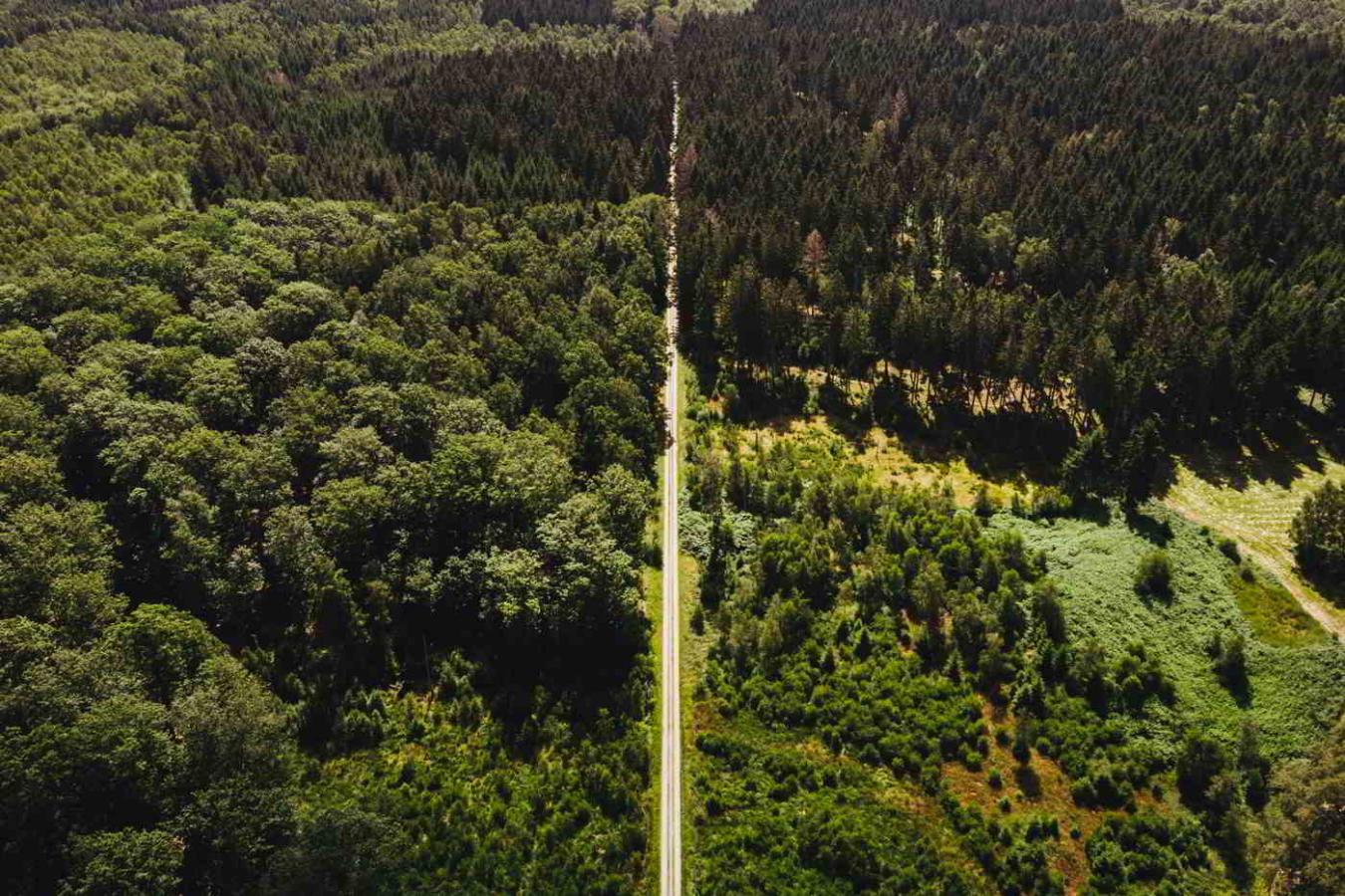 parforce fakta inspiration hvad er parforcejagtlandskabet skov hillerød