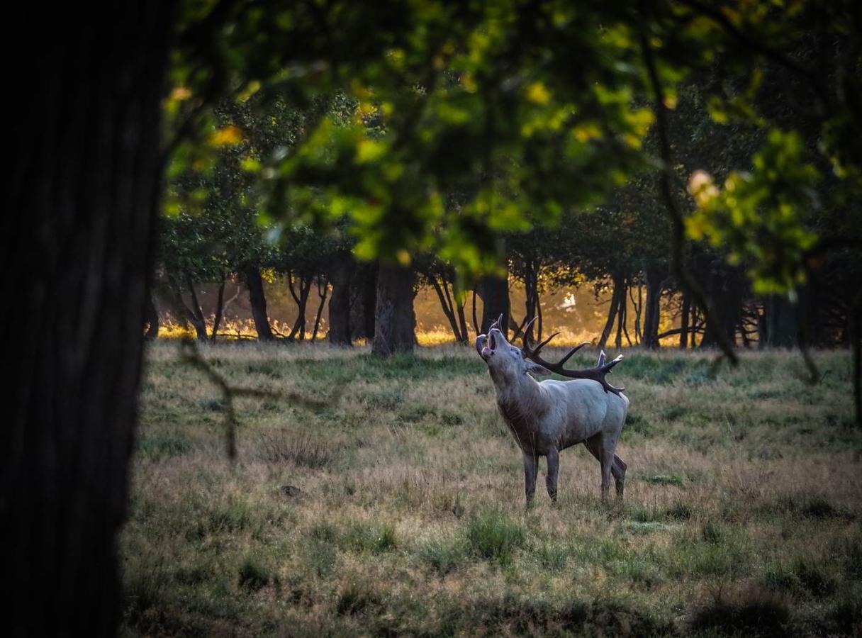 parforce fakta inspiration hvad er parforcejagtlandskabet skov hillerød