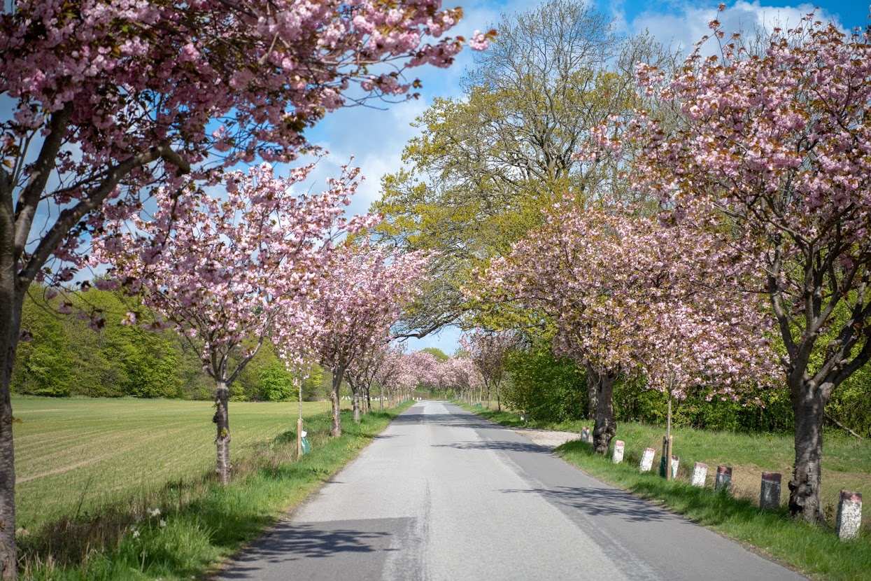 Humlebæk Kirsebærallé