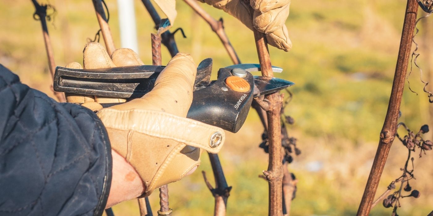 vin vingård garbolund nordsjælland