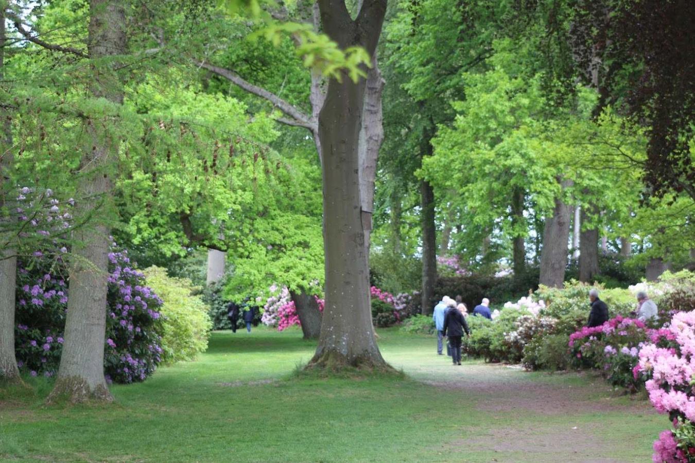 Rhododendron haven ved Nivaagaard Malerisamling
