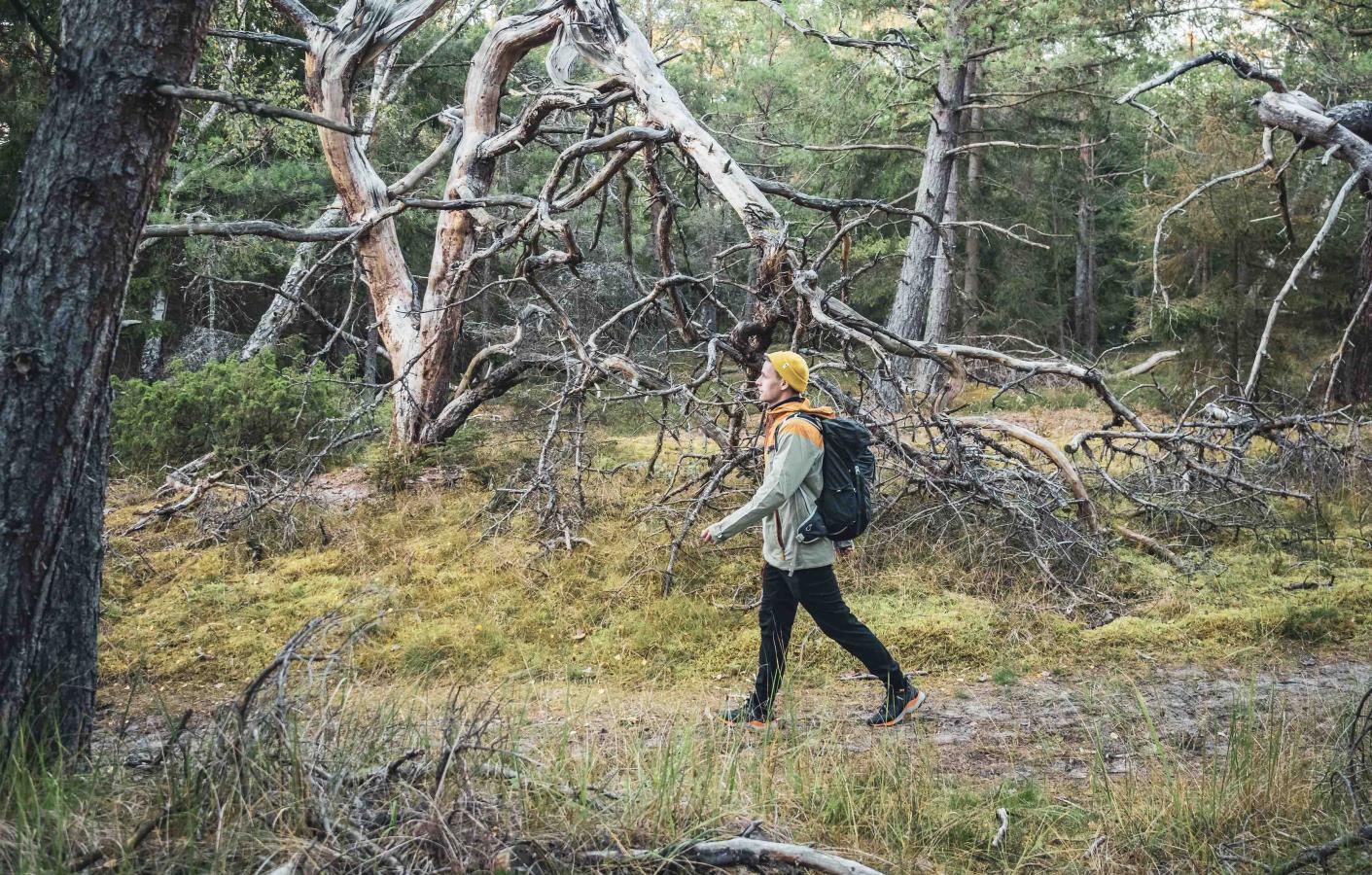 Nordsjællands Vandrefestival