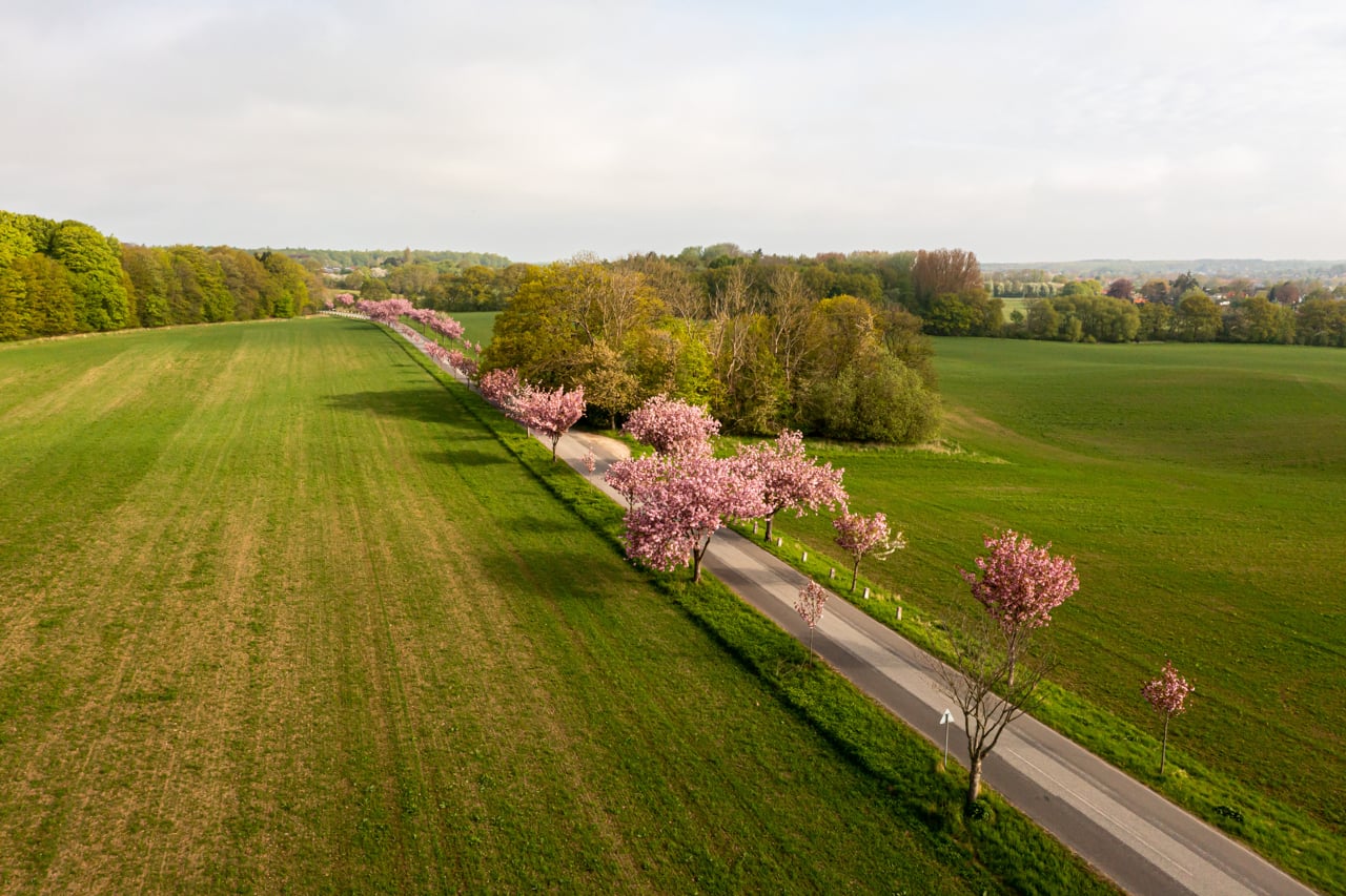 The Cherry Avenue in Humlebæk
