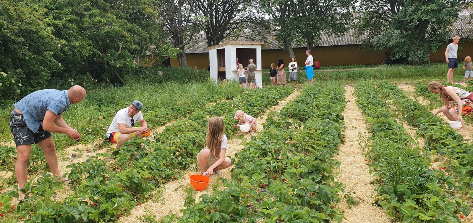 Pluk selv jordbær - Gundekildegaard 