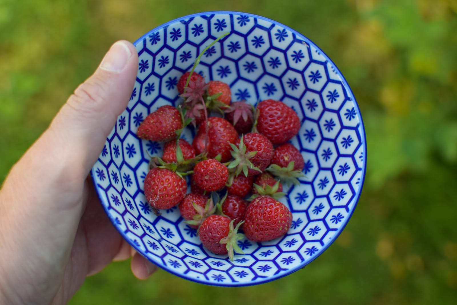 Pluk selv jordbær - sommer