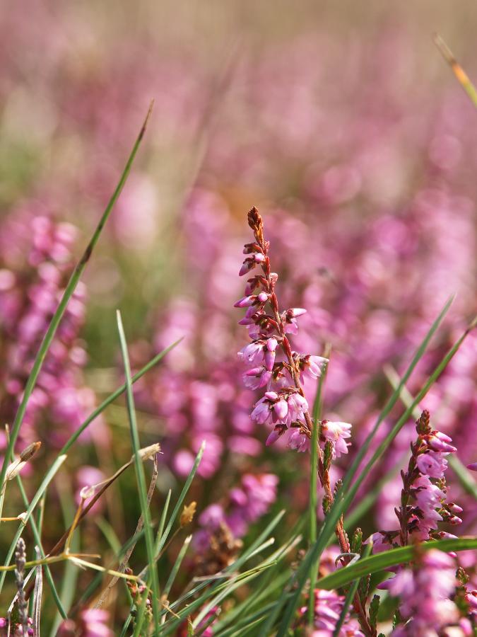 Heatherhill blomstrende lyng