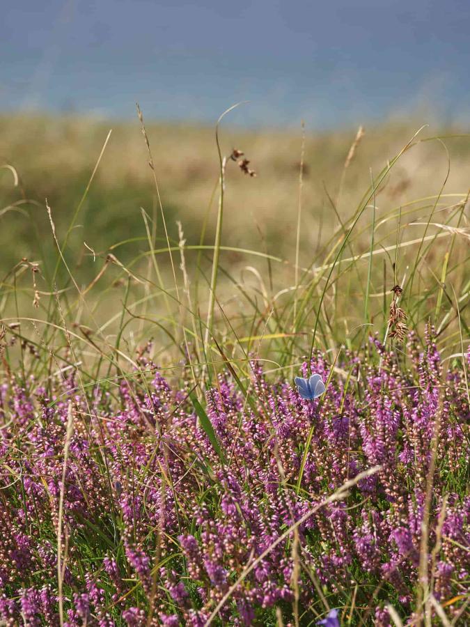 Smuk blomstrende lyng ved Heatherhill i Nordsjælland
