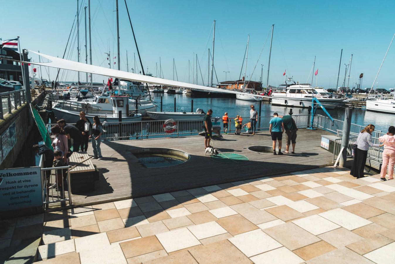 Klap en fisk - Oplevelsesplatform på havnen i Hundested