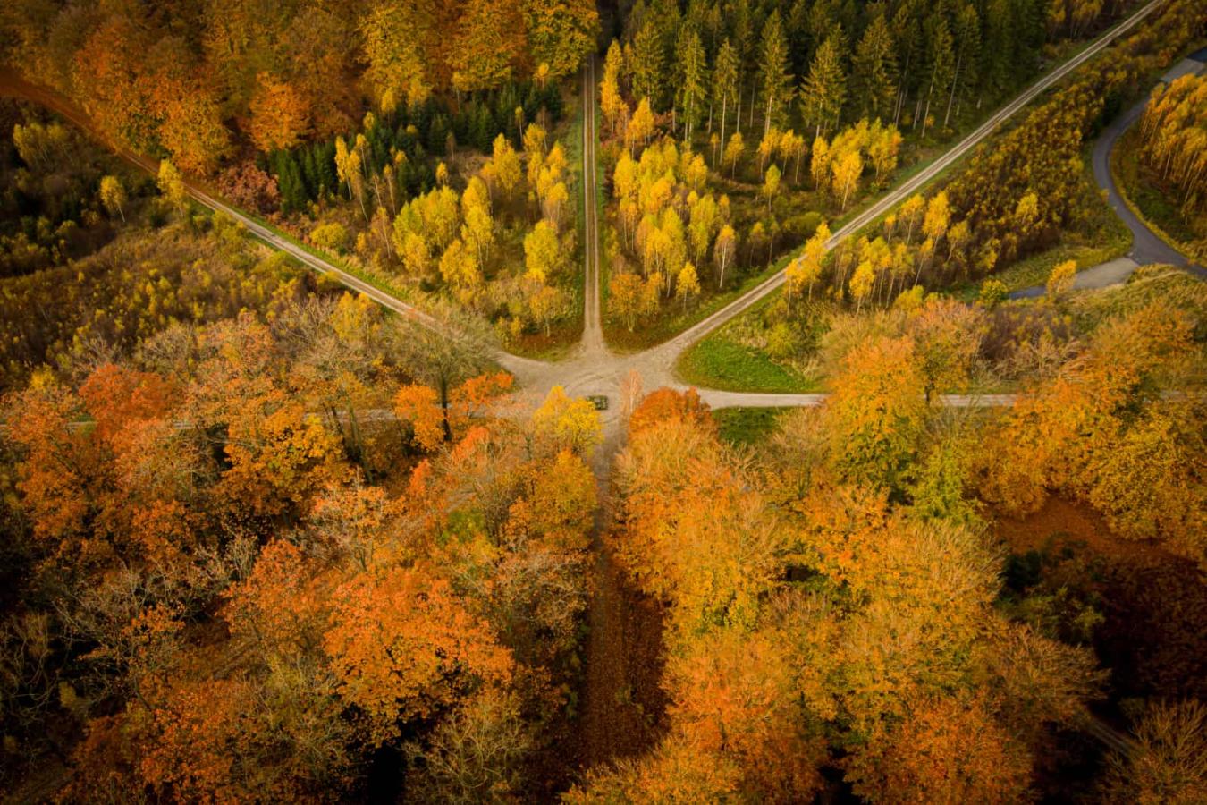 Parforcejagt landskabet i Nordsjælland. Stjernen i Dyrehaven