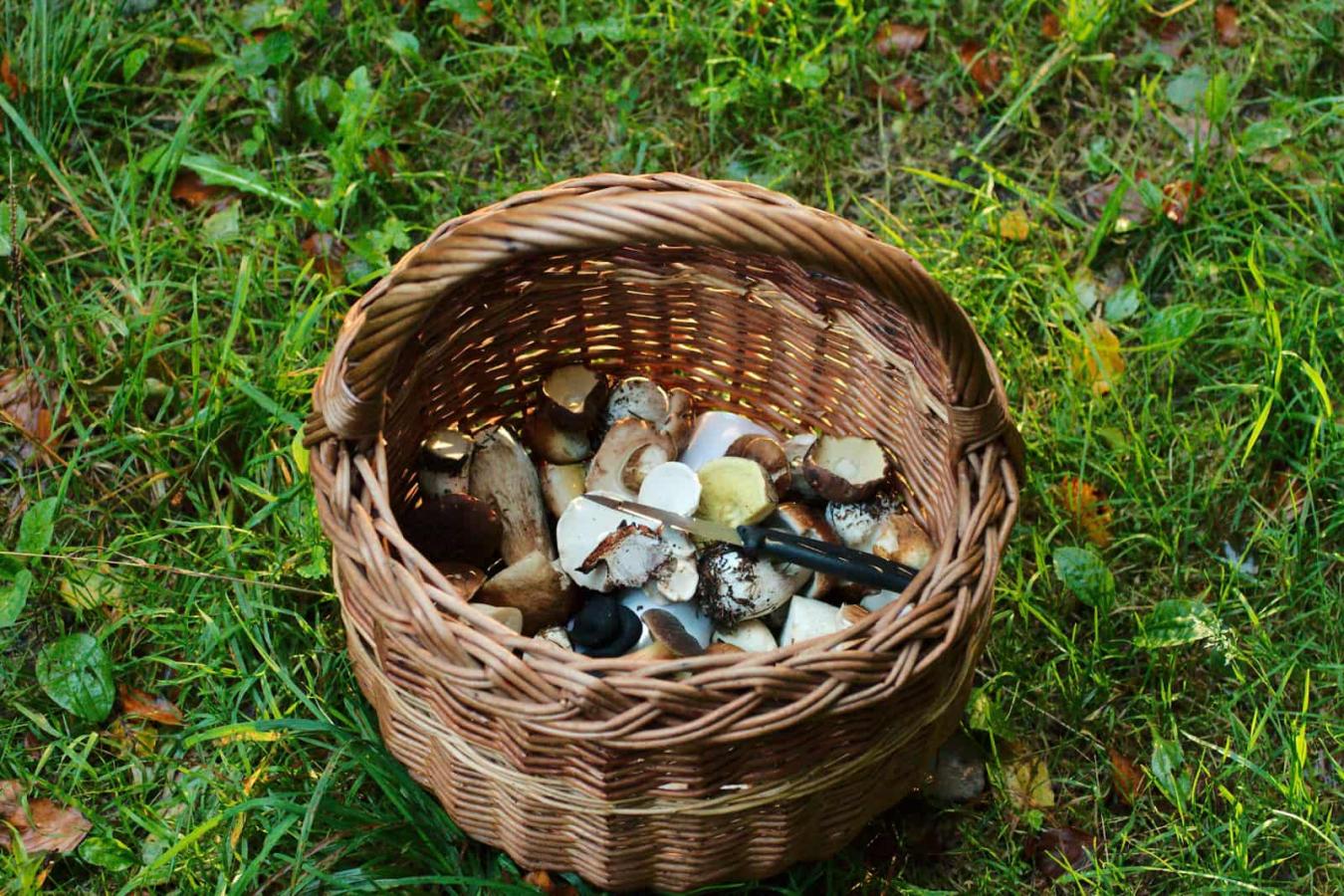 Kurv med blandede svampe plukket i skoven