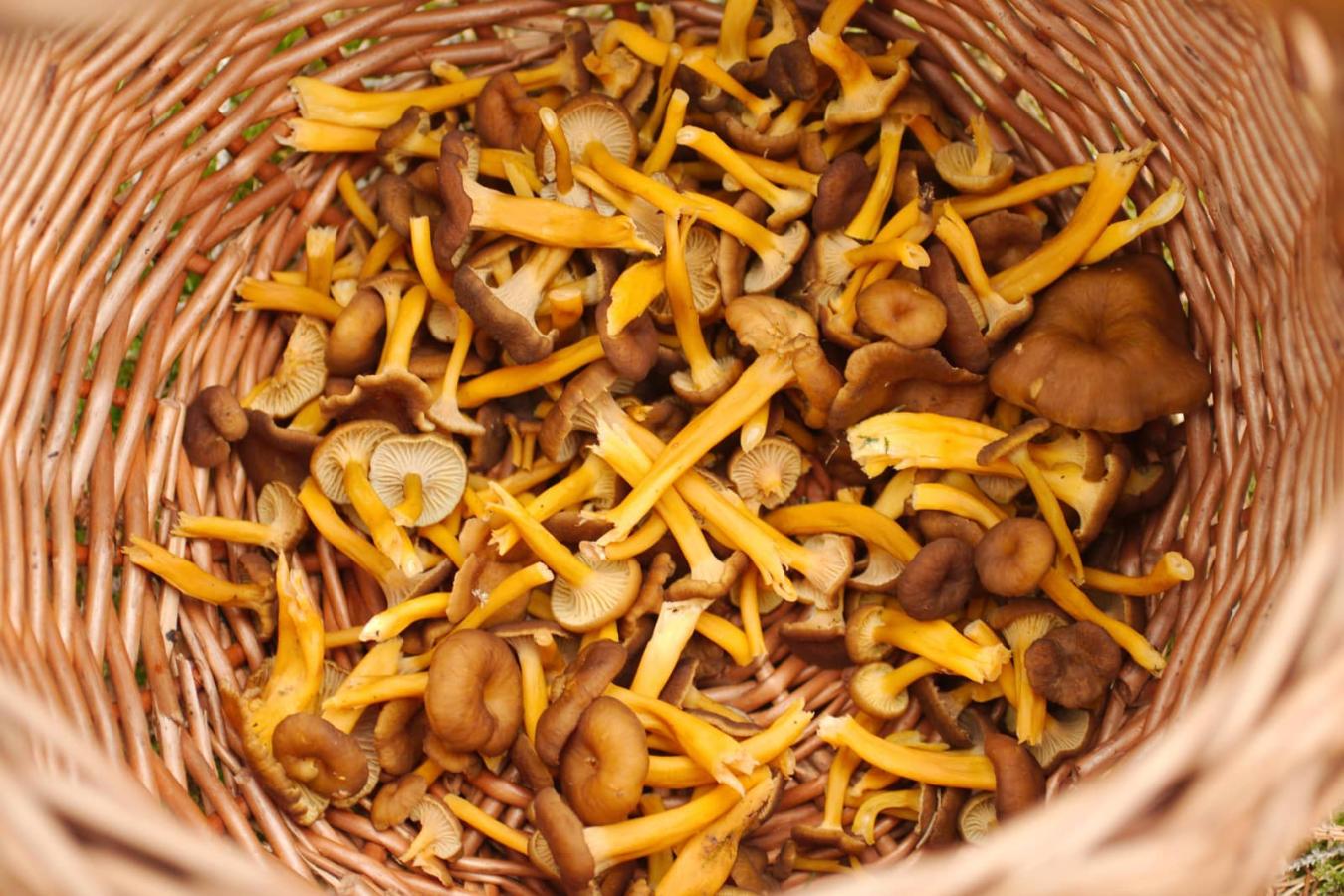 Kantareller i fletkurv