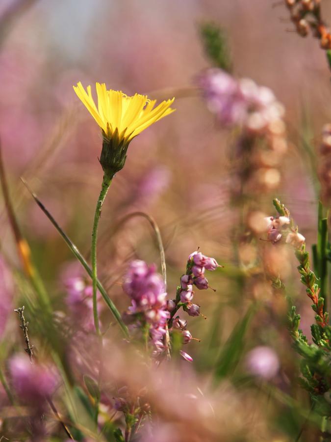 Blomstrende lyng på Heather Hills i Rågeleje