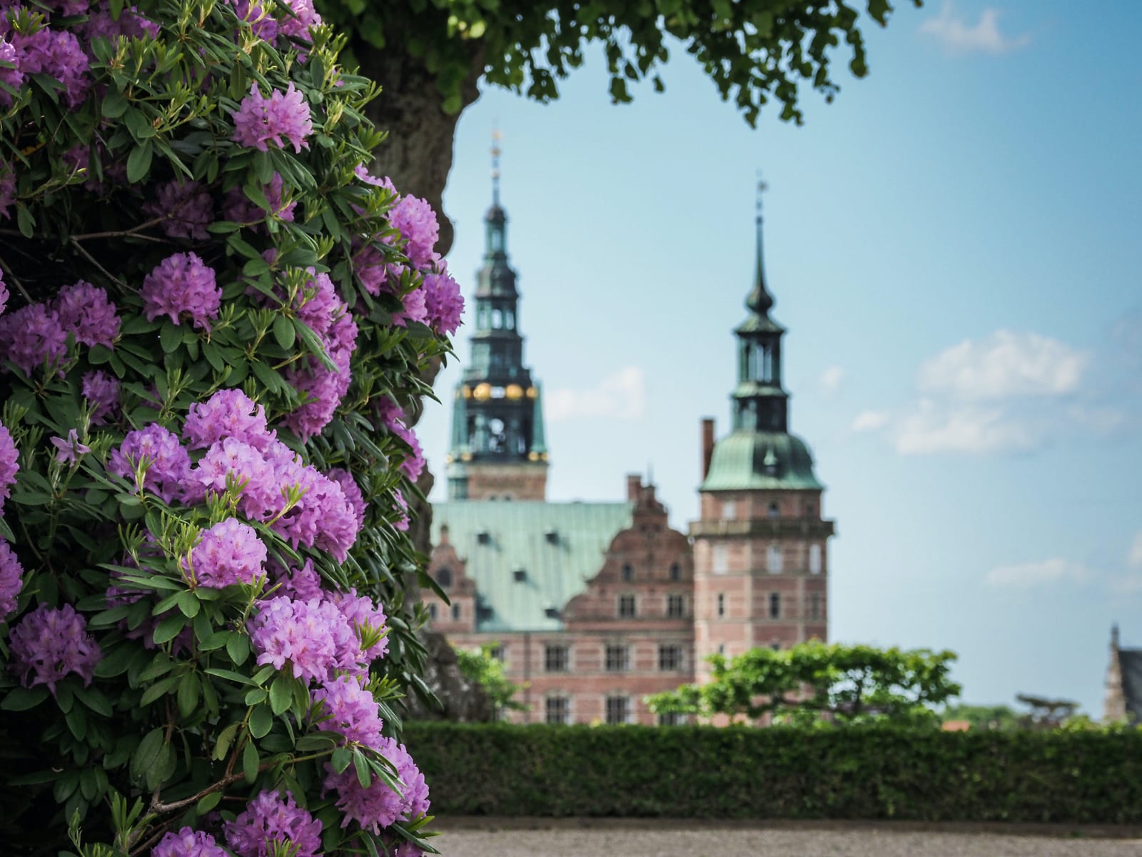 Frederiksborg Slot med smukke lilla rododendron