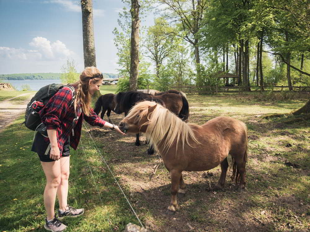 Tisvildevejen fra Hillerød til Melby Overdrev