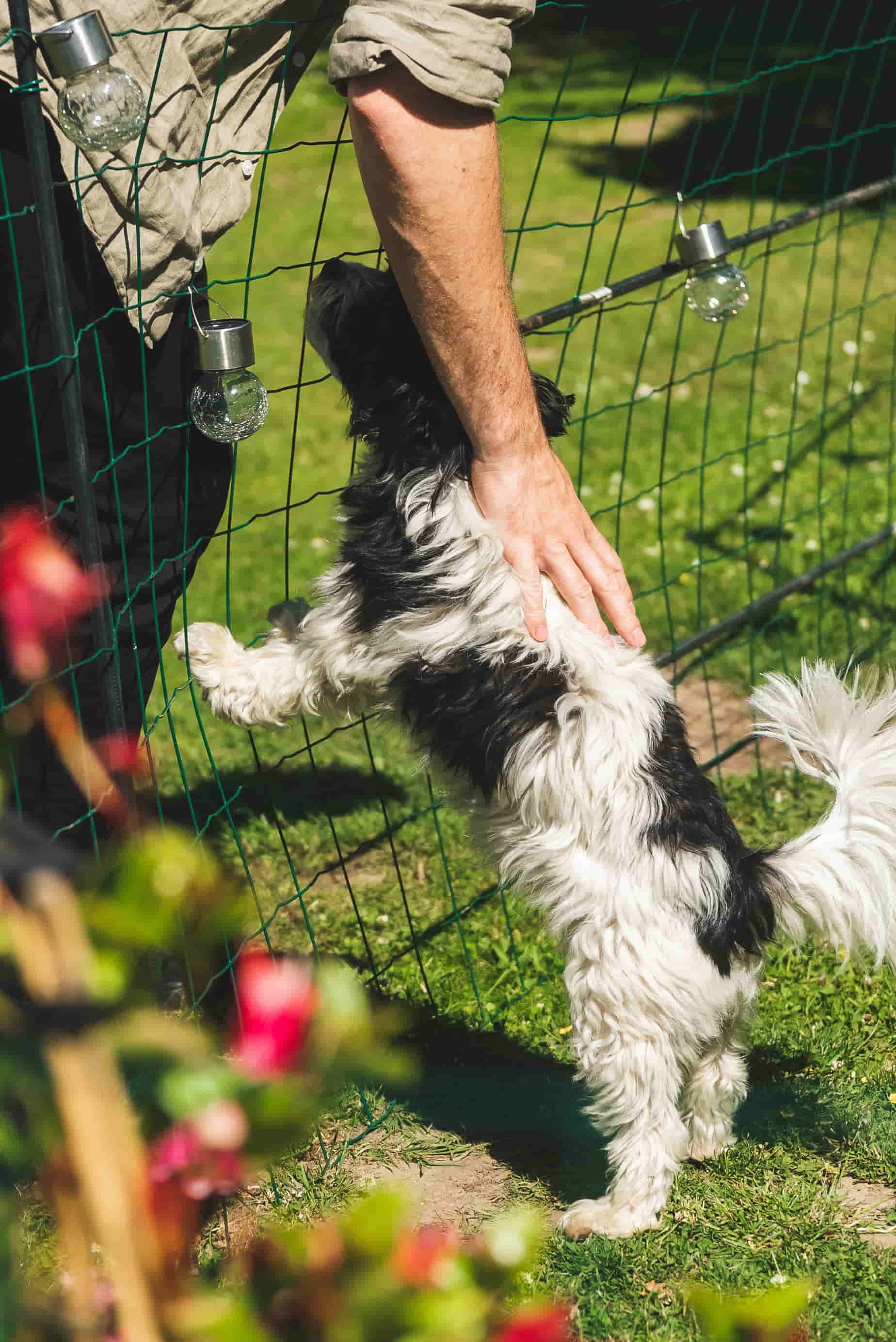 Ferien mit Hund auf Fredensborg Camping