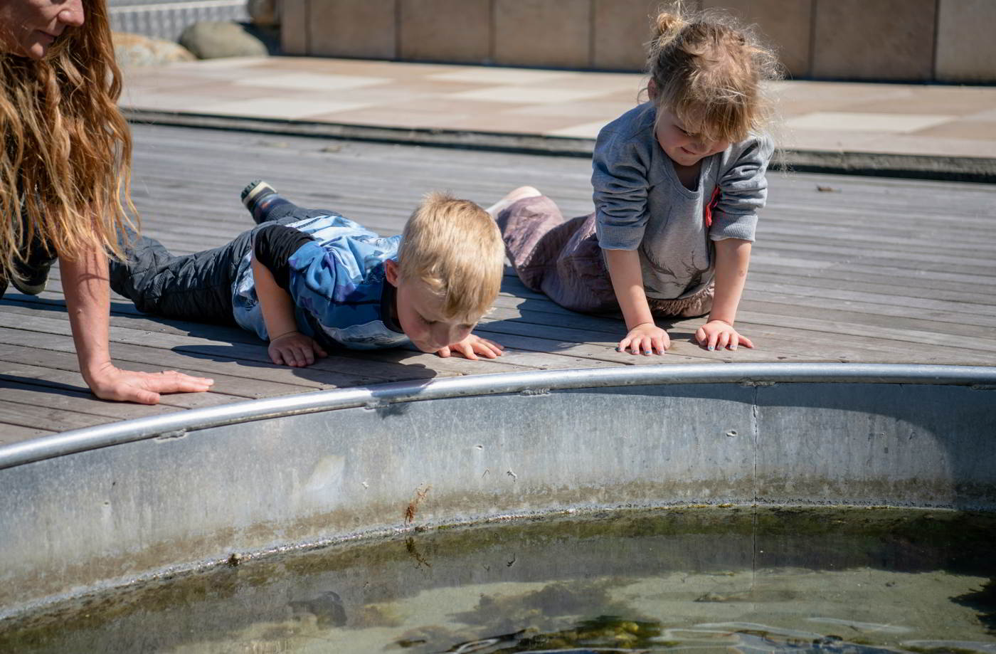 Am Hafen von Hundested können Kinder kostenlos Fische und Krabben streicheln.