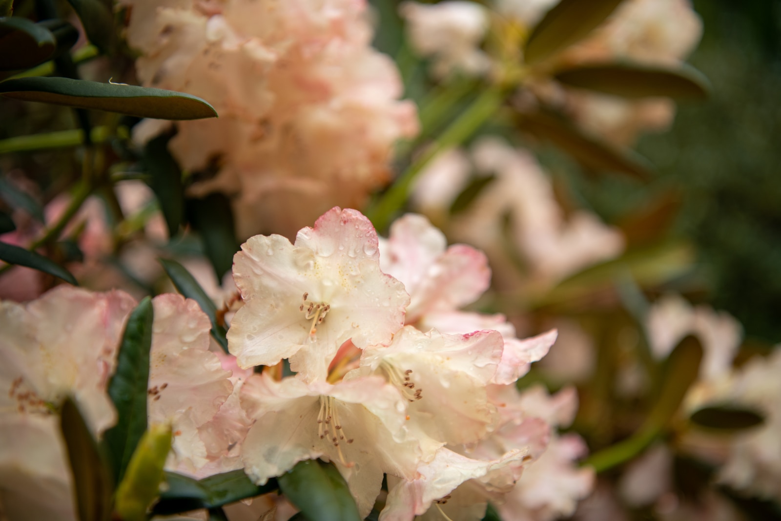 Rhododendronparken ved Nivaagaards Malerisamling