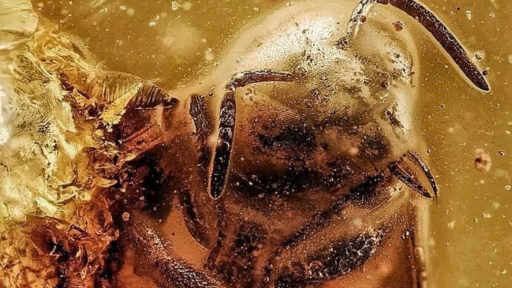 Munkeruphus - Superorganiske udstilling