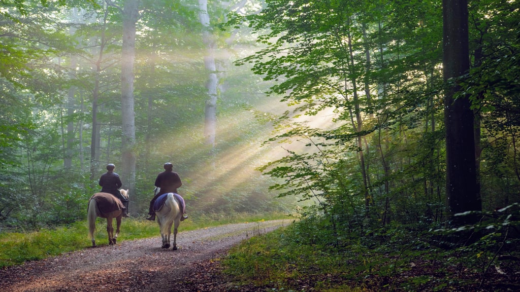 2 ryttere til hest på tur i skoven med lys der bryder trækronerne