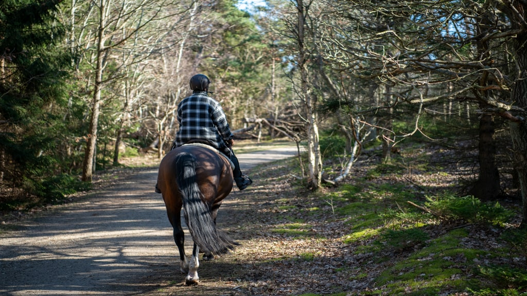 Rytter til hest set bag fra på tur i Tisvilde Hegn