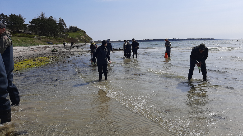 Tag på tangsafari ved Lynæs