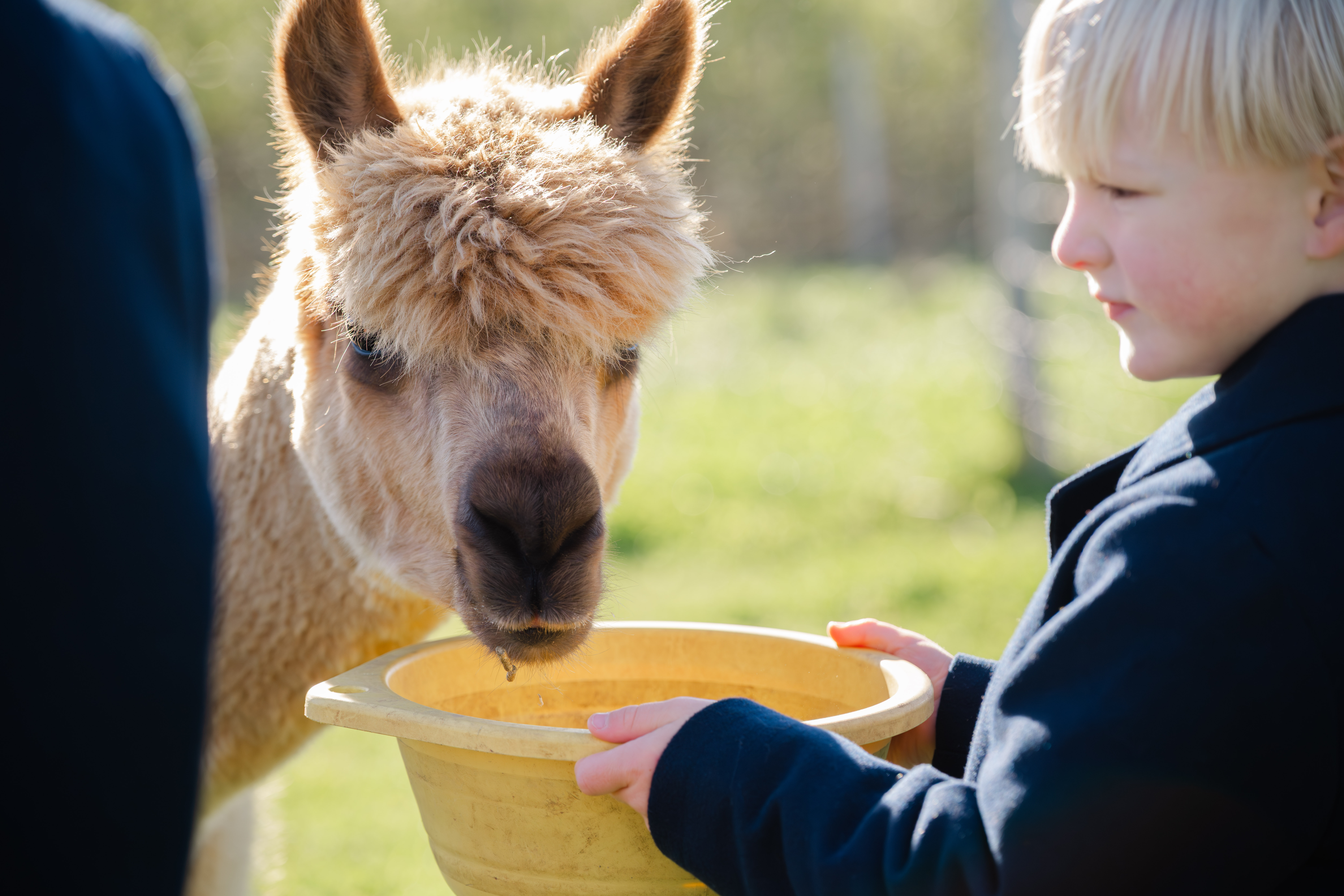 Gilleleje Labyrinten - Gå med Alpaka