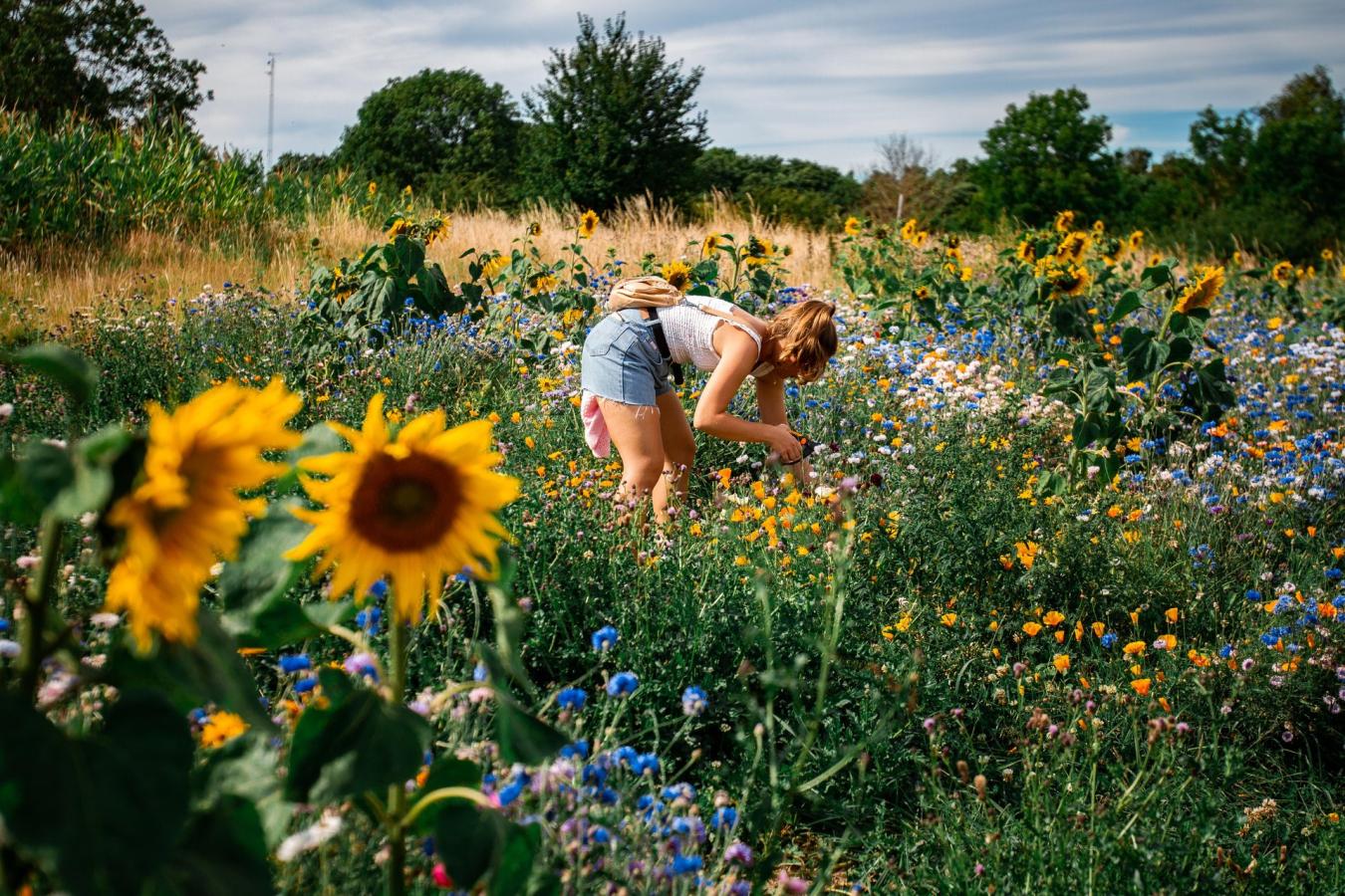 Blomstermark i Halsnæs
