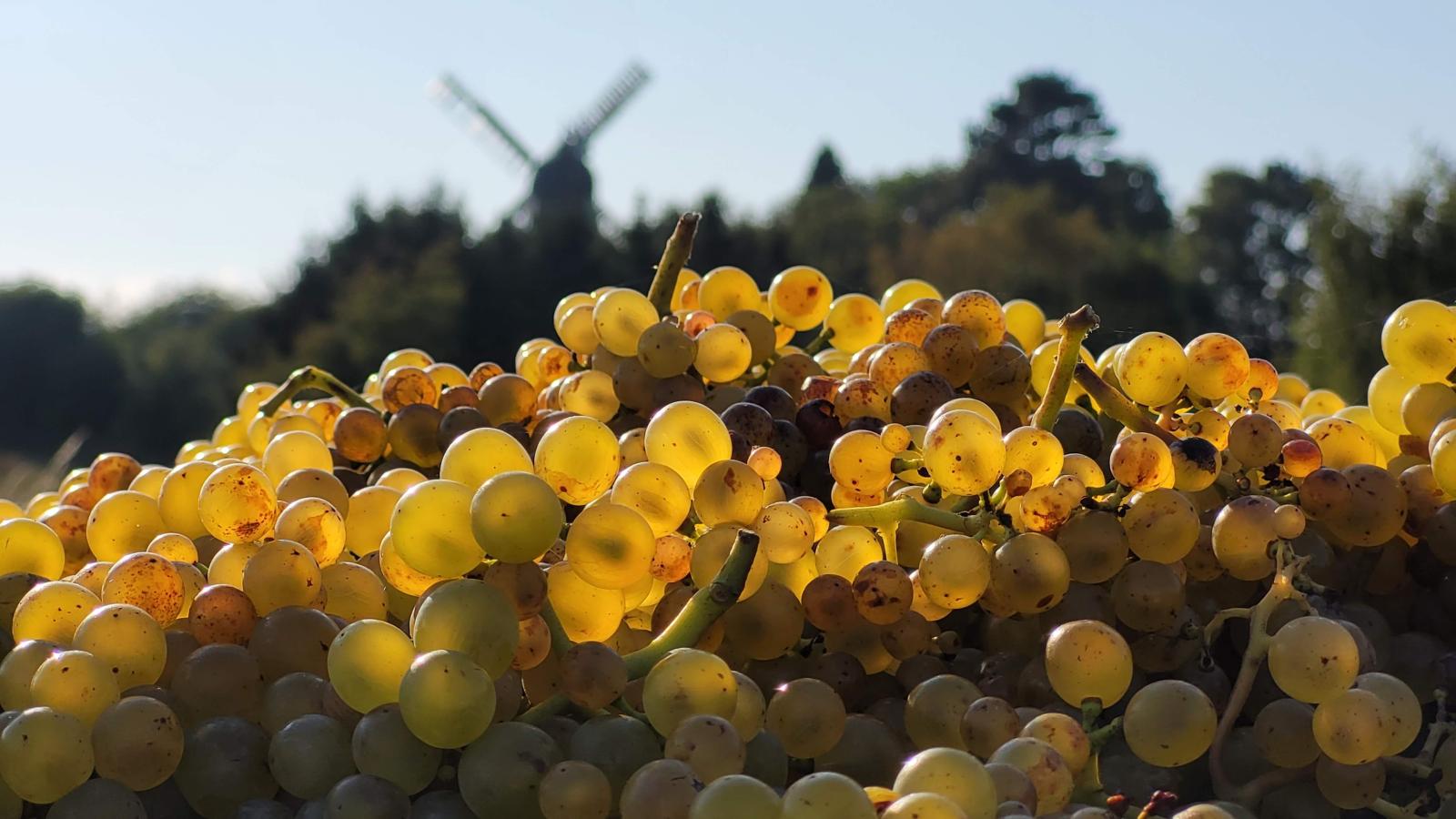 Gyldengaard Vingård, Odsherred