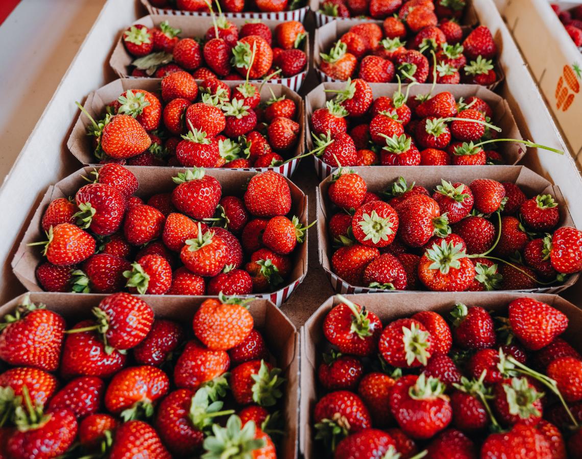 Rokkedysse på Nordkysten