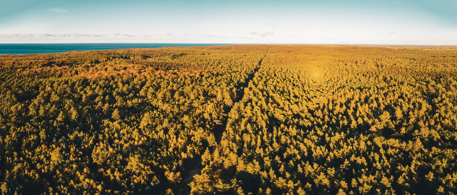 Gribskov - dronebillede med havet i baggrunden