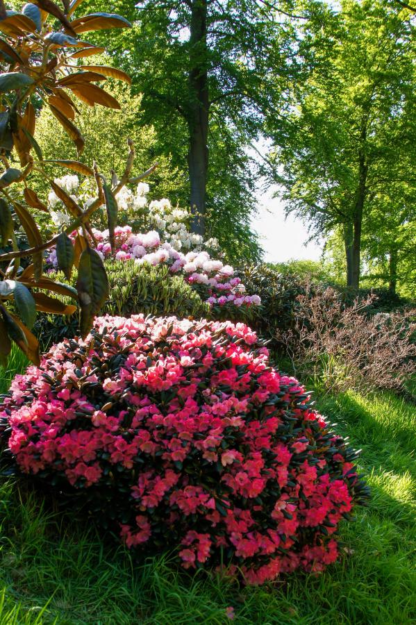 Rhododendronparken ved Nivaagaards Malerisamling