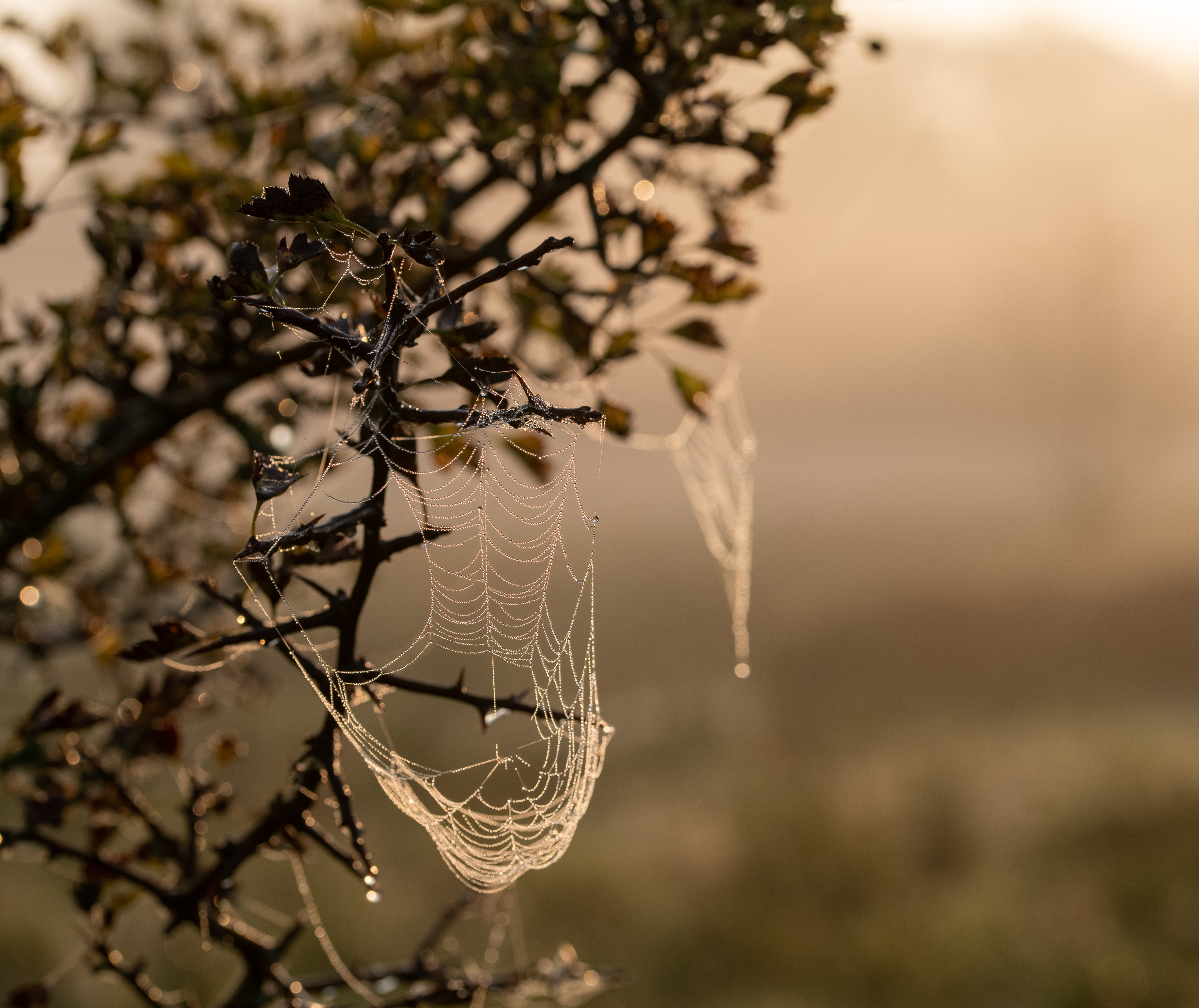 Natur - Sensommer