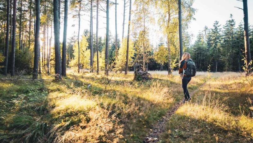 Tisvilde Hegn i Nordsjælland. Udgangspunkt for skønne vandreture og naturoplevelser i Nordsjælland. 