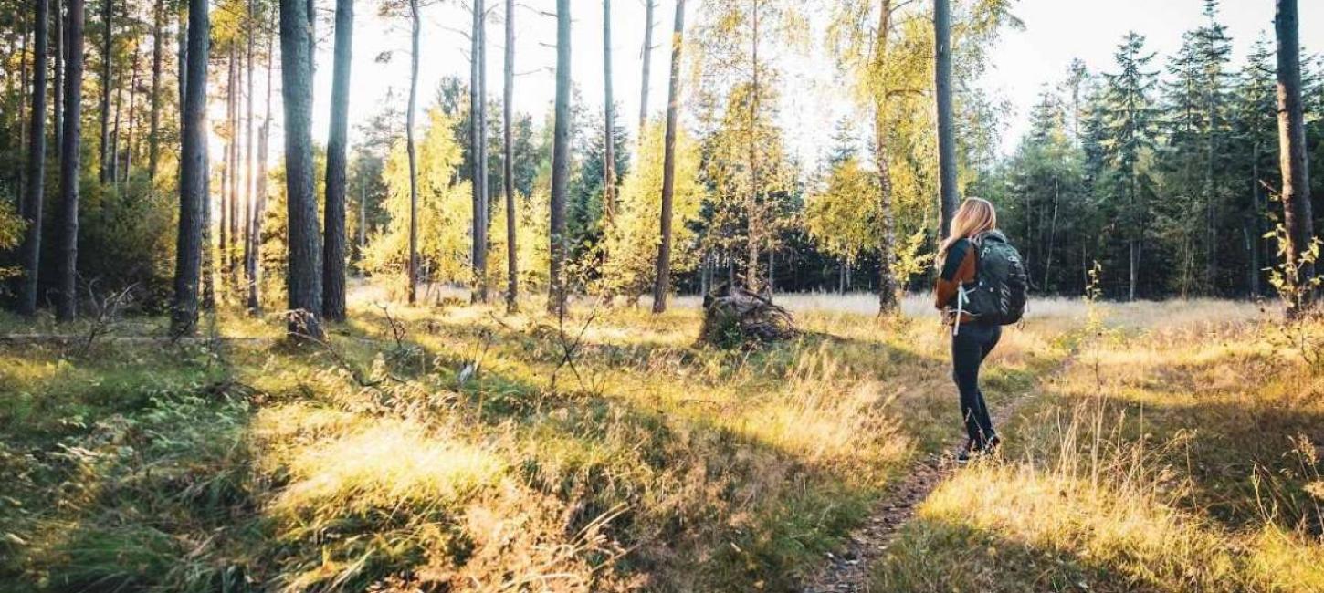 Tisvilde Hegn i Nordsjælland. Udgangspunkt for skønne vandreture og naturoplevelser i Nordsjælland. 