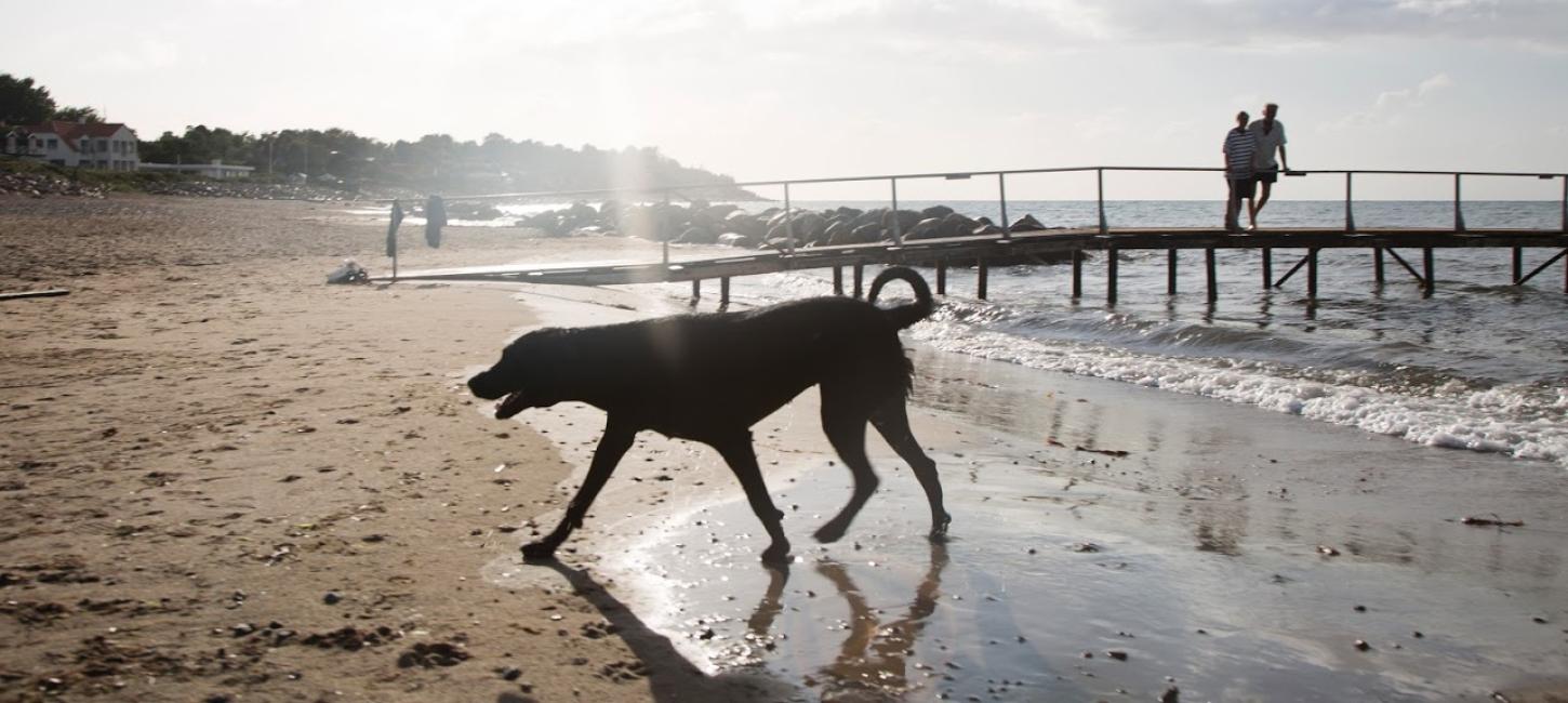 Hund på Nordsjællandsk strand