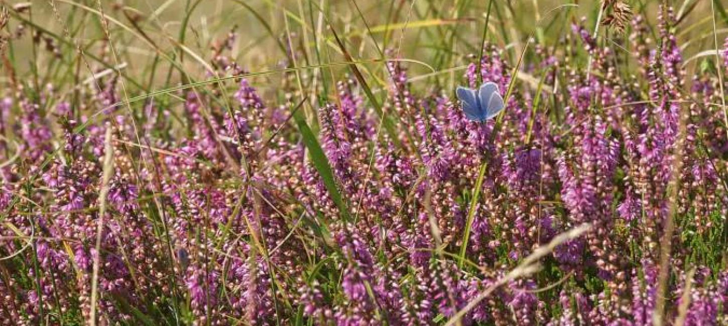 Smuk blomstrende lyng ved Heatherhill i Nordsjælland