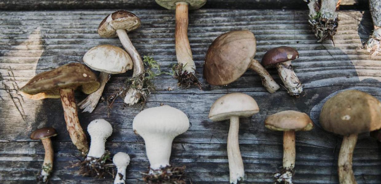 Mushrooms from Tisvilde Hegn