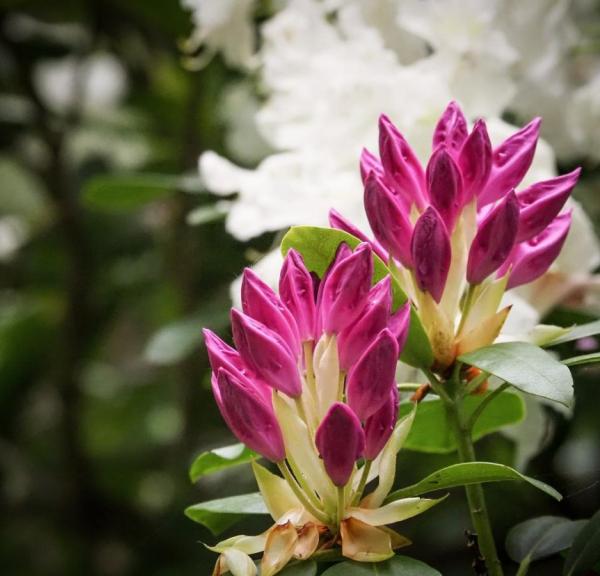 Rhododendron haven ved Nivaagaard Malerisamling