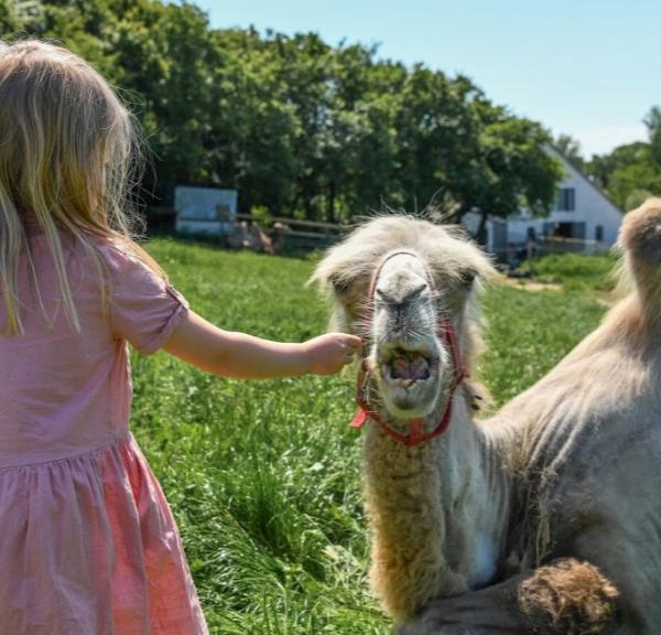 Sov med kameler i Dronningmølle