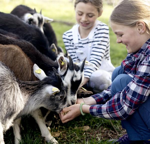 Tothaven Besøgsbondegaard Hundested